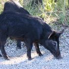 Wildschweine