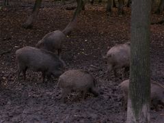 Wildschweine #3