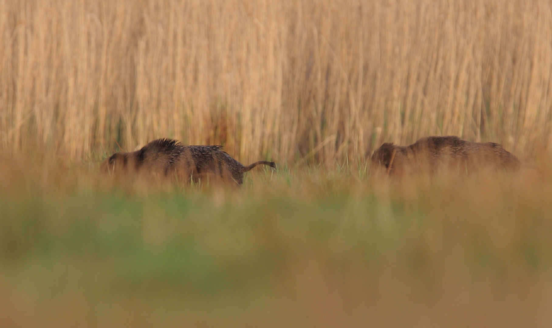 Wildschweine 30.4.