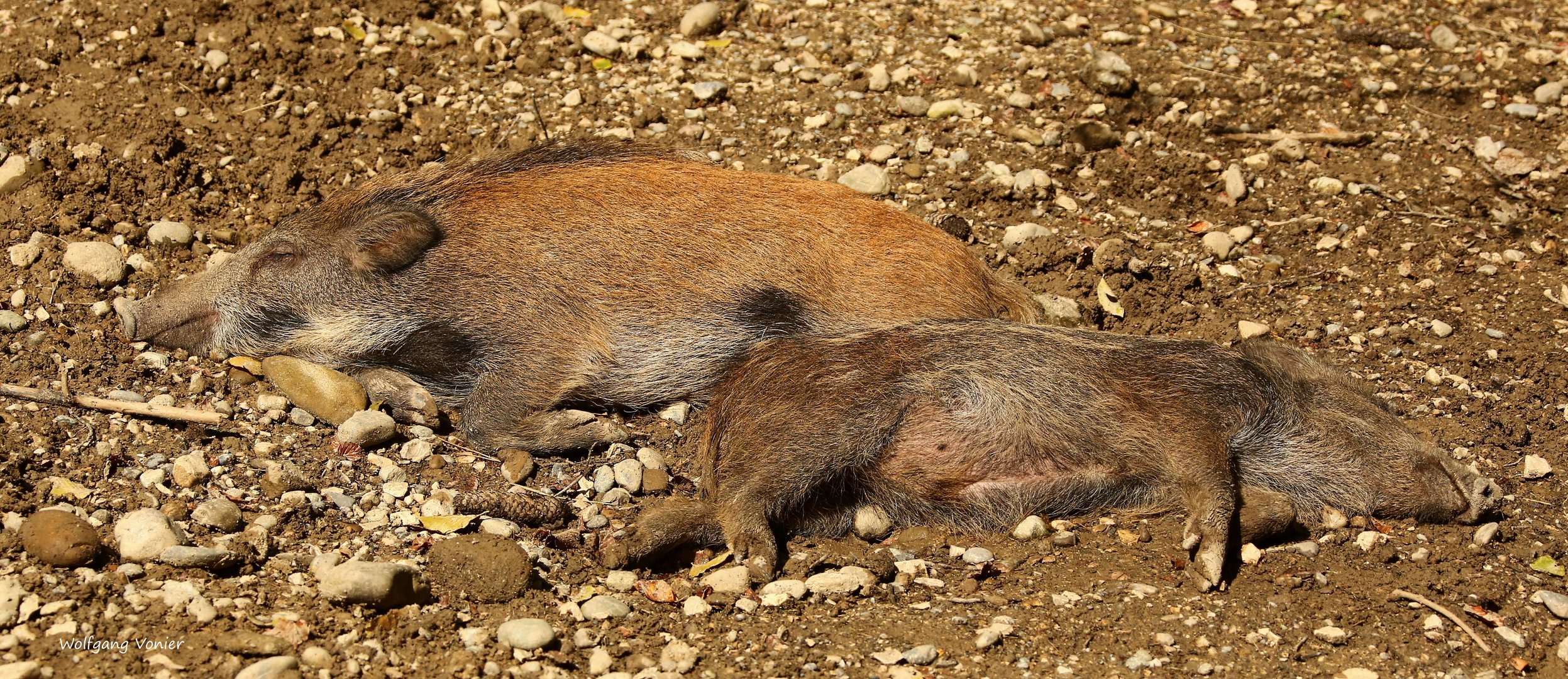 Wildschweine