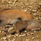 Wildschweine