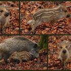 Wildschweine