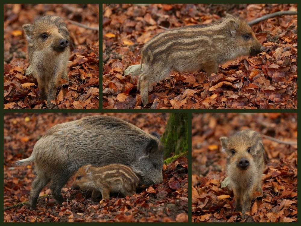 Wildschweine