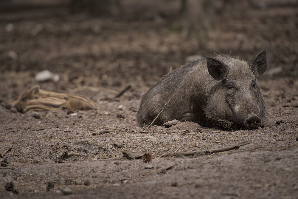 Wildschweine