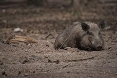 Wildschweine