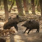 Wildschweine