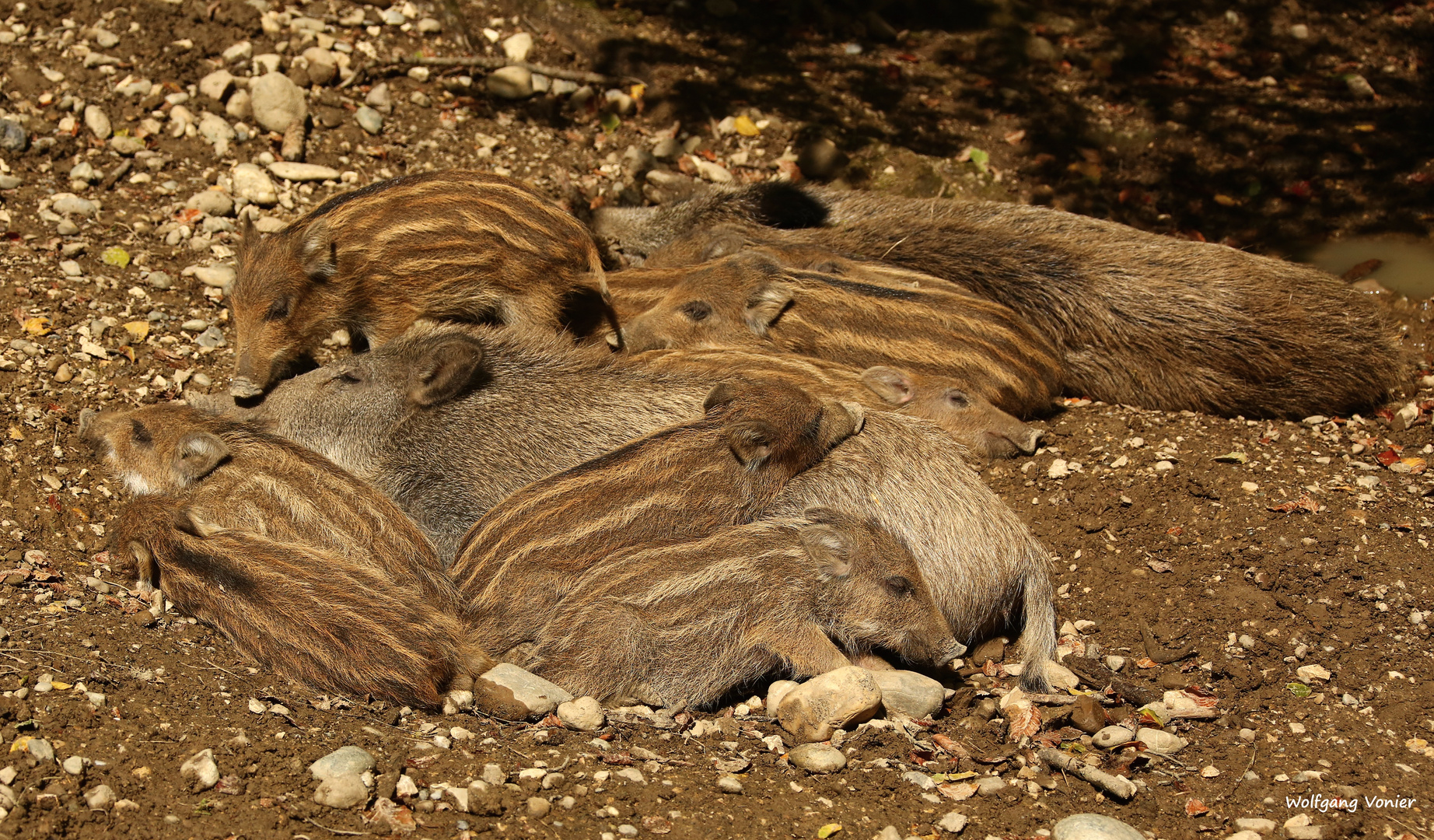 Wildschweine