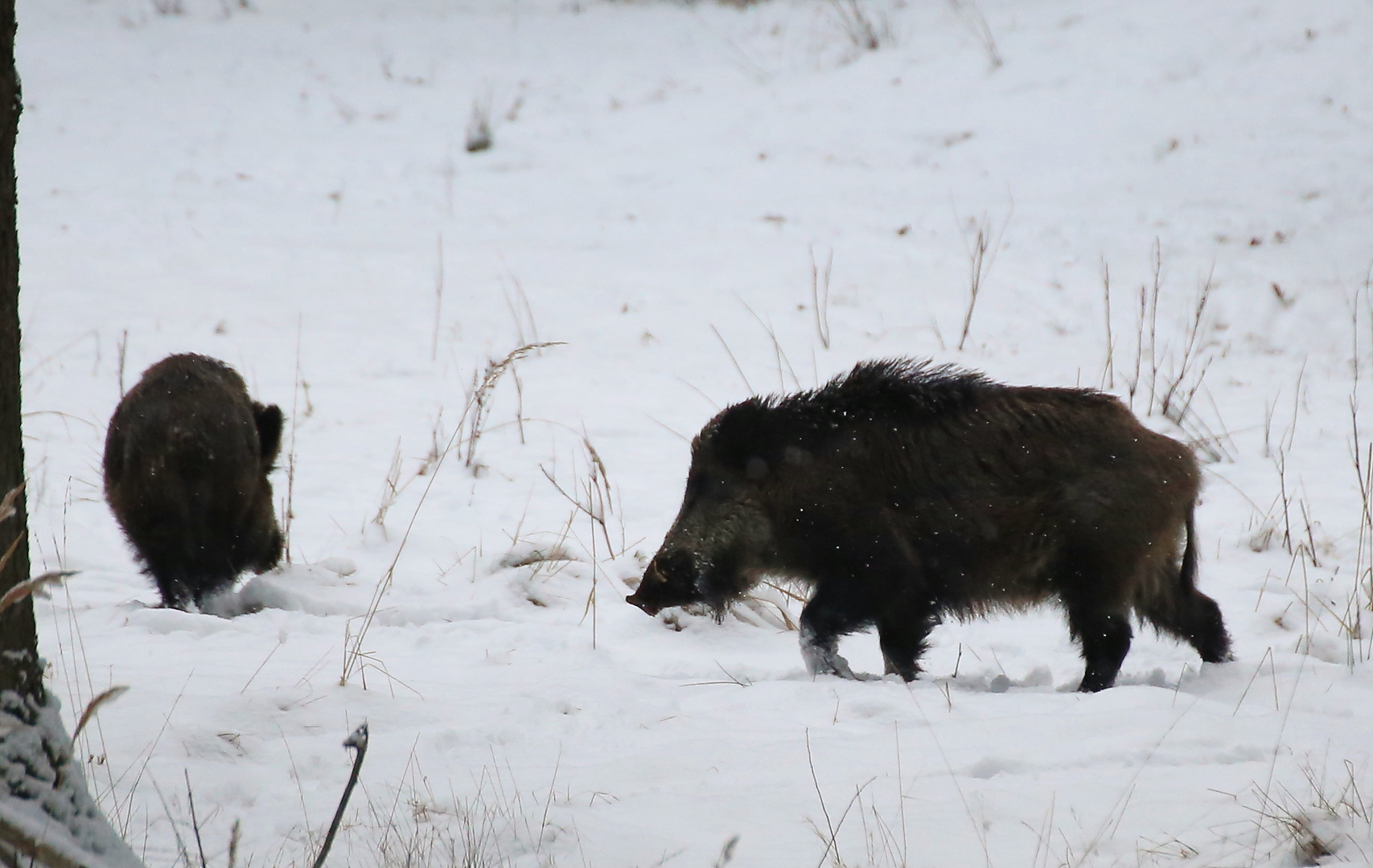 Wildschweine