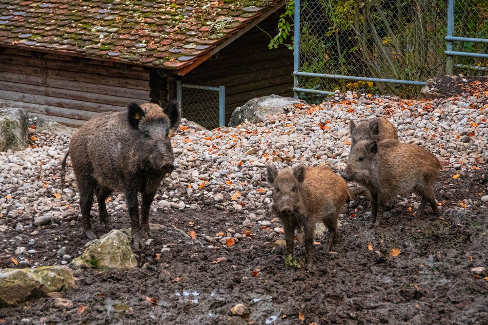 Wildschweine