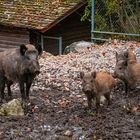 Wildschweine