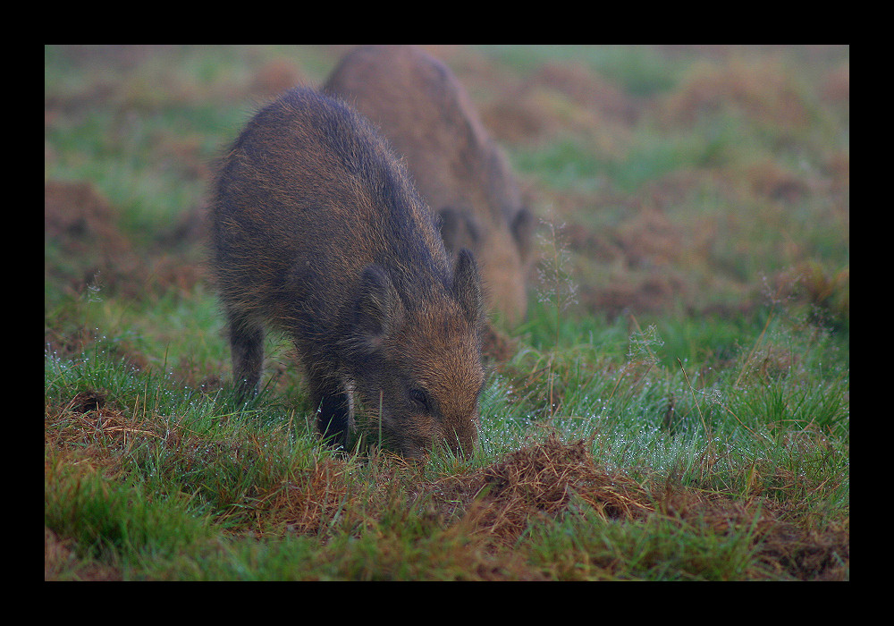 Wildschweine