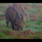 Wildschweine