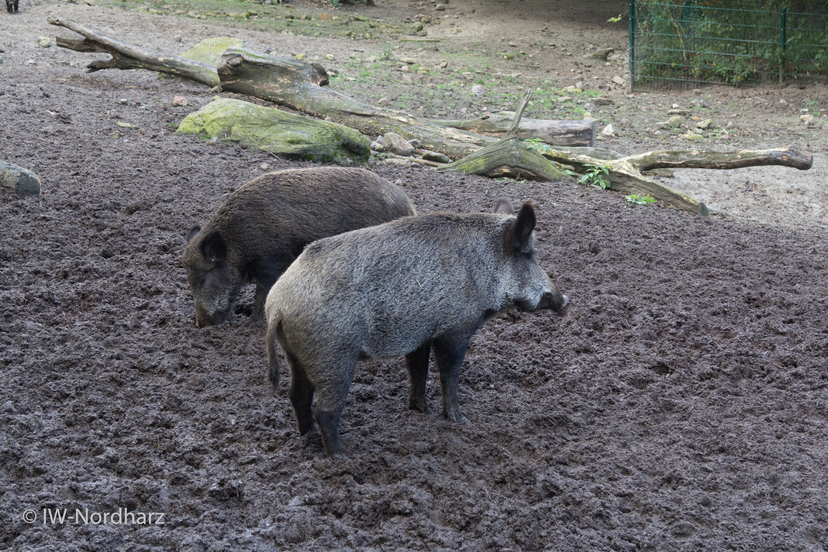 Wildschweine