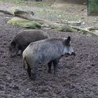 Wildschweine