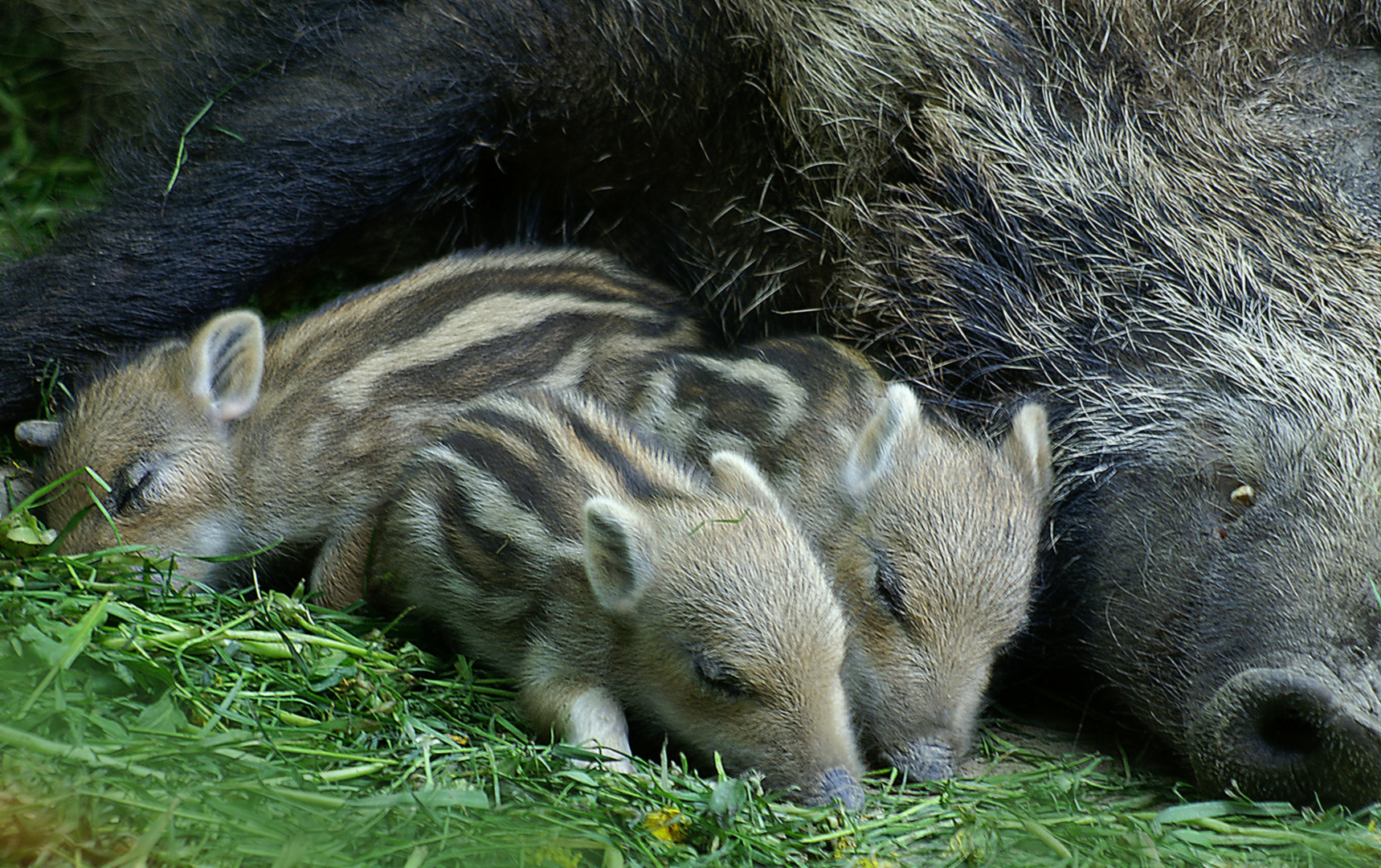 Wildschweine