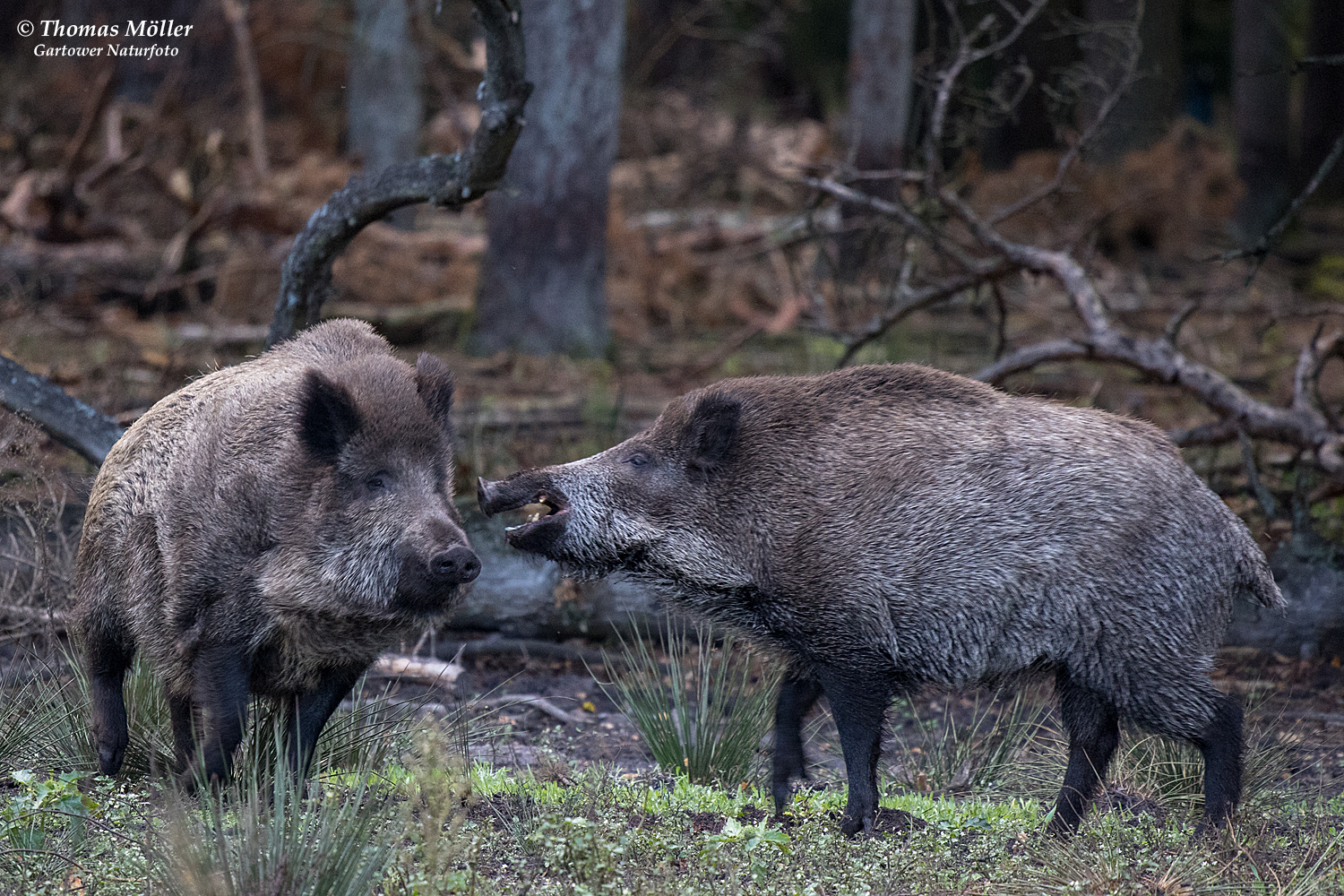 Wildschweine