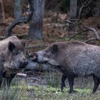 Wildschweine