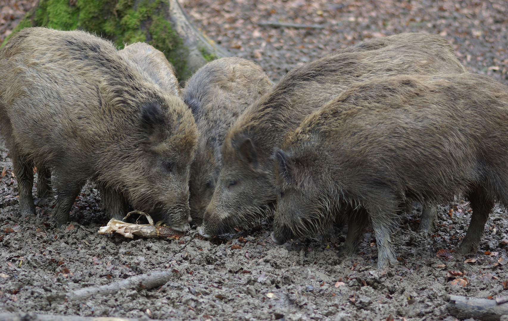 Wildschweine