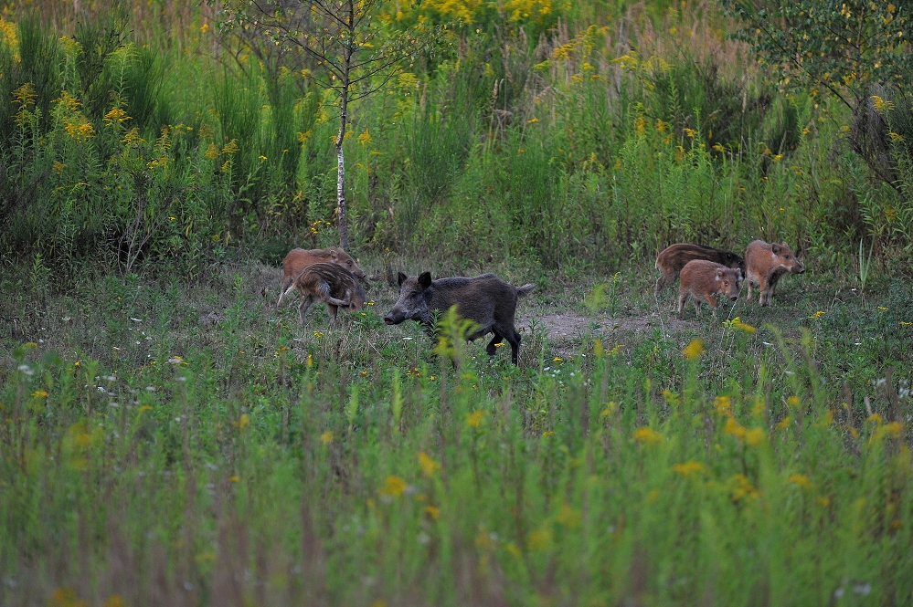 Wildschweine!