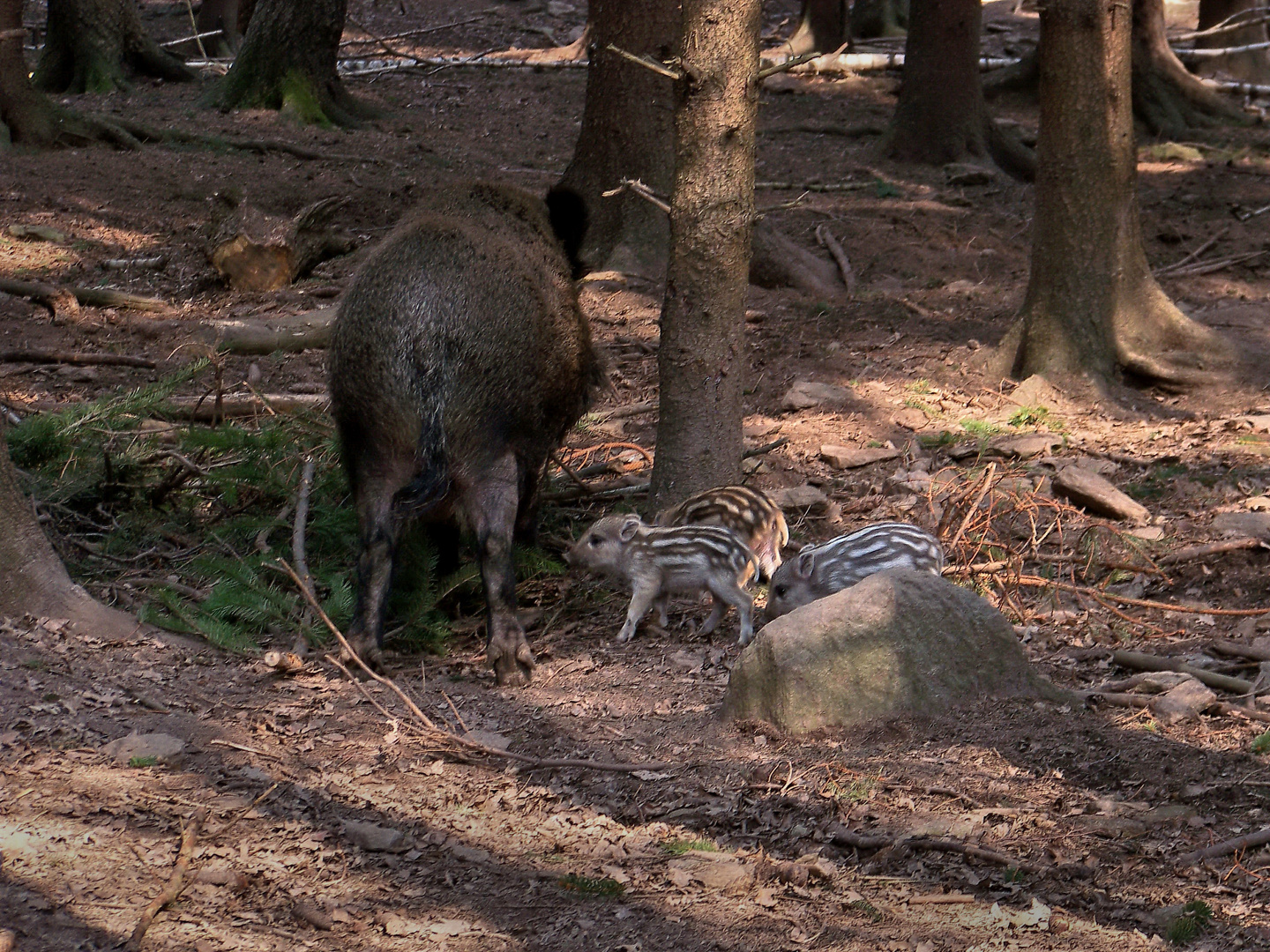 Wildschweine