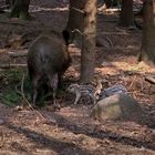 Wildschweine