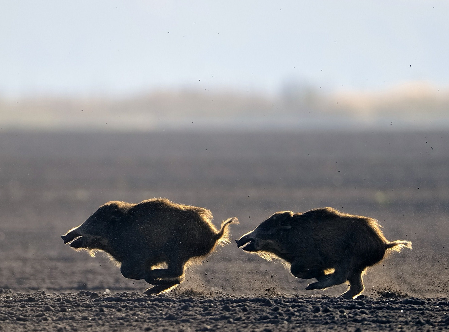 Wildschweine