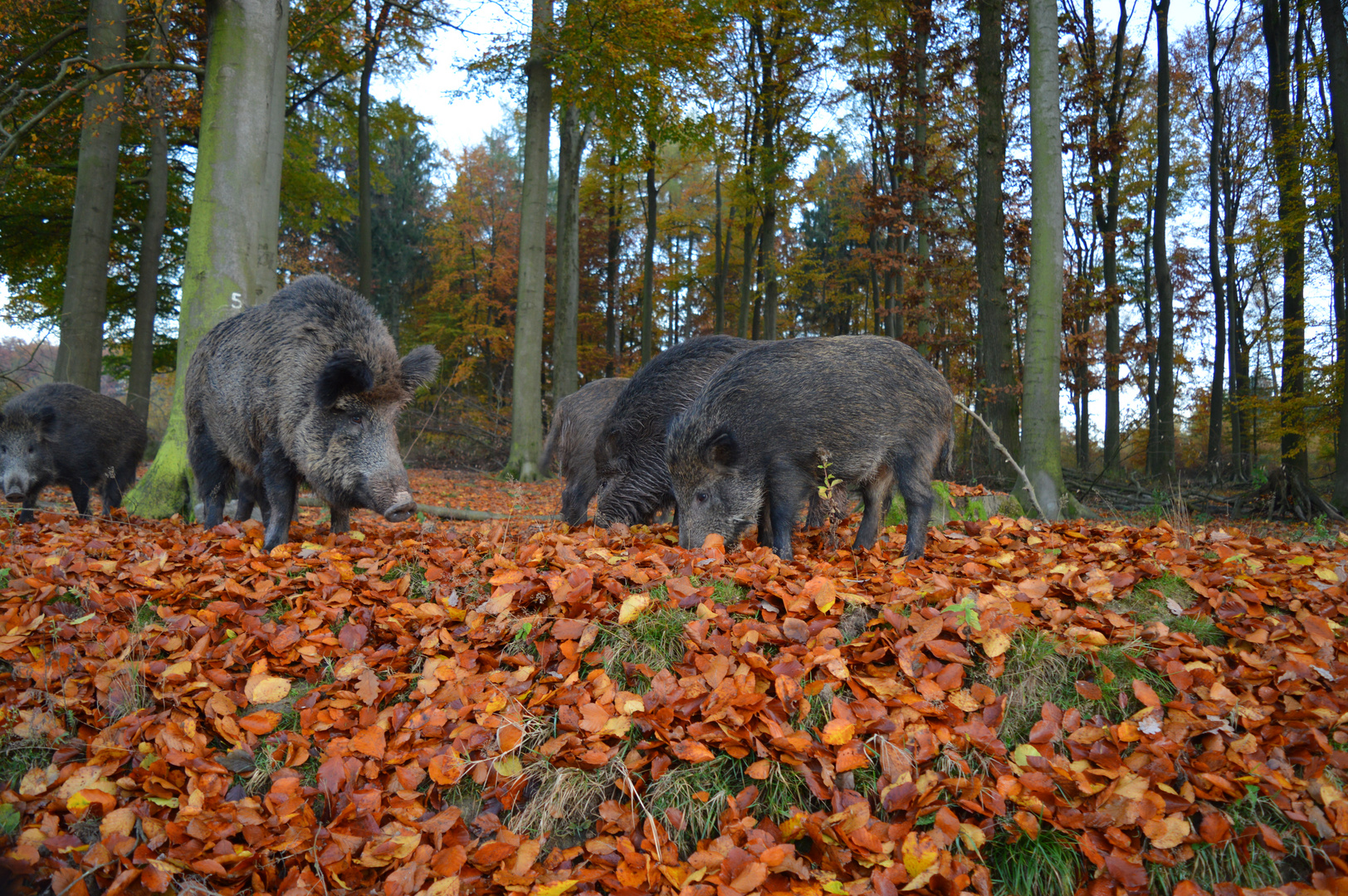 Wildschweine