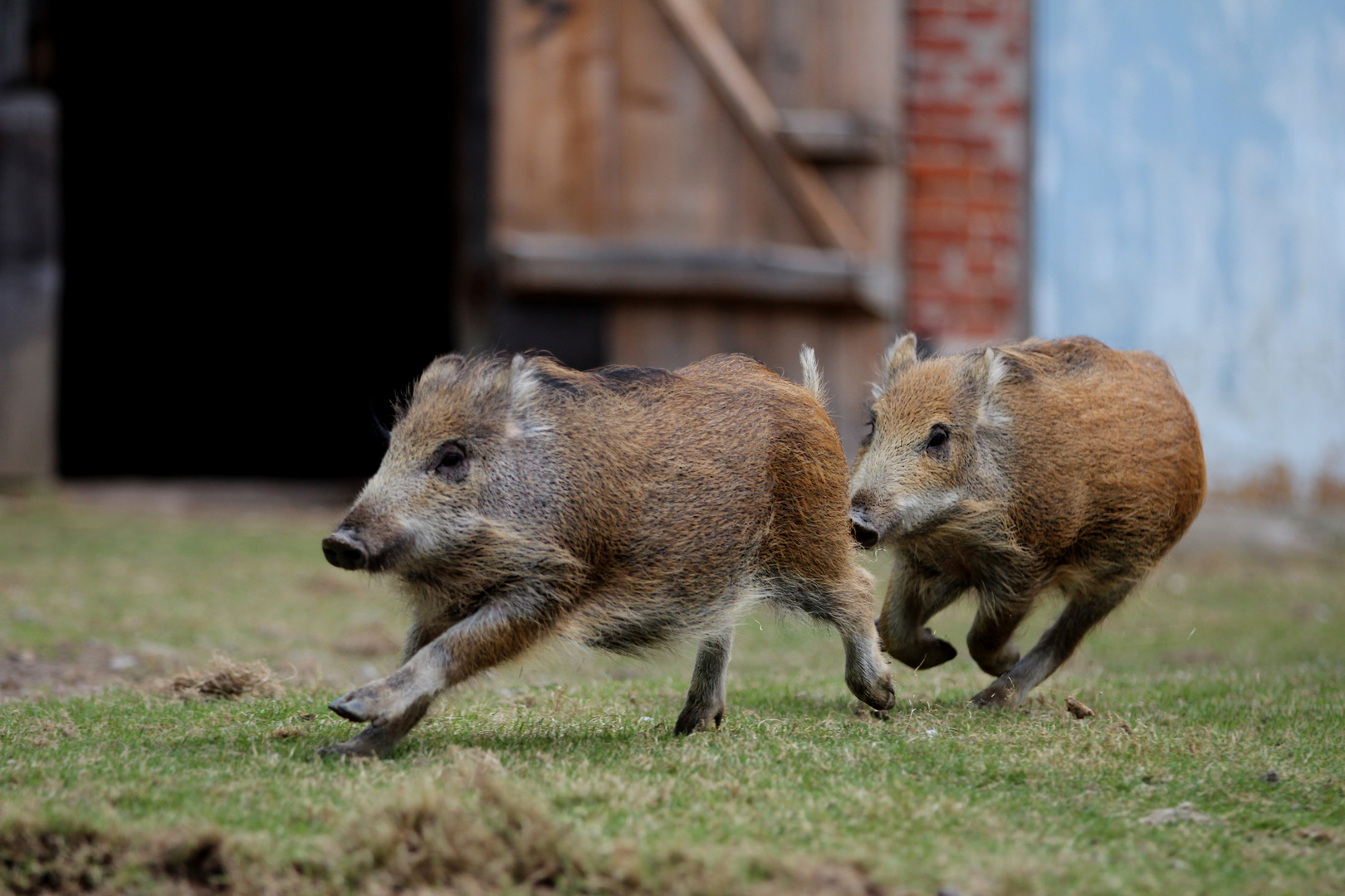 Wildschweine