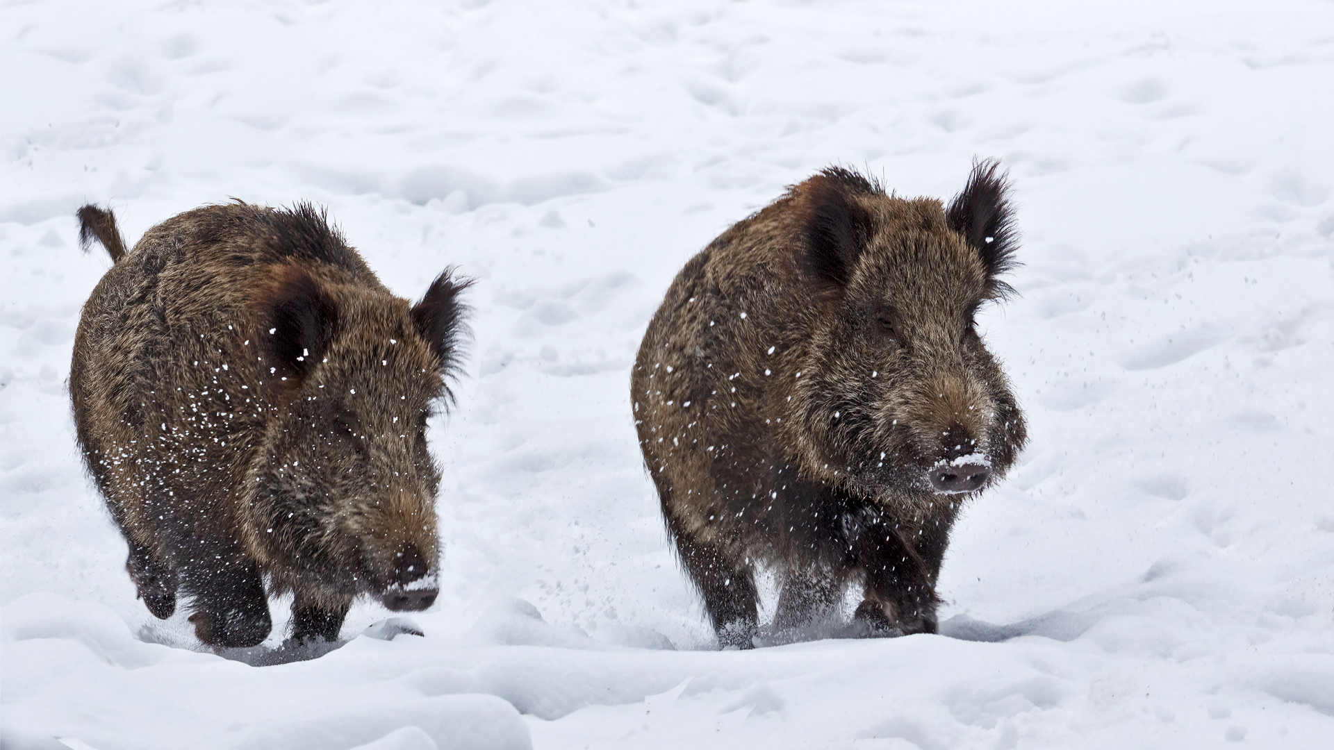 Wildschweine 