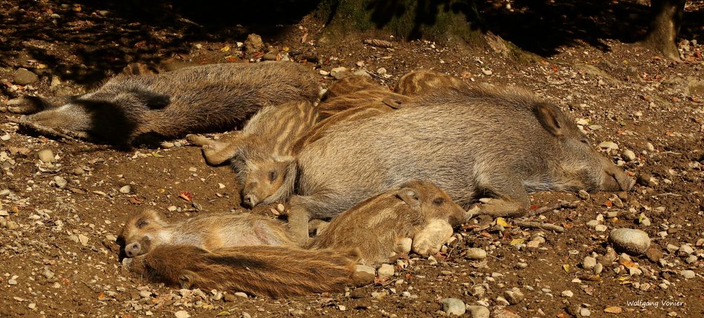 Wildschweine