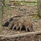 Wildschweine