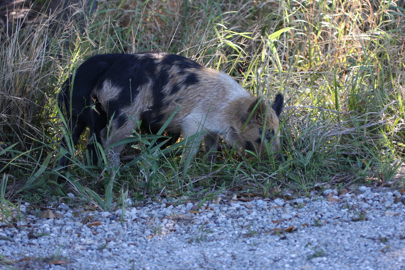 Wildschweine