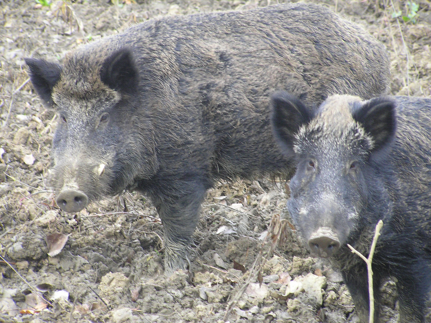 Wildschweine