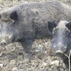 Wildschweine