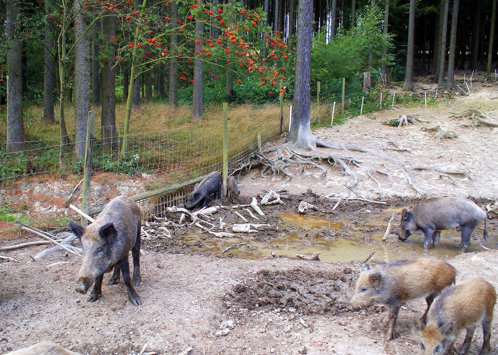 Wildschweine an der Suhle