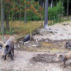 Wildschweine an der Suhle