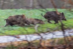 Wildschweine auf der Flucht