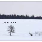 Wildschweine auf der Flucht