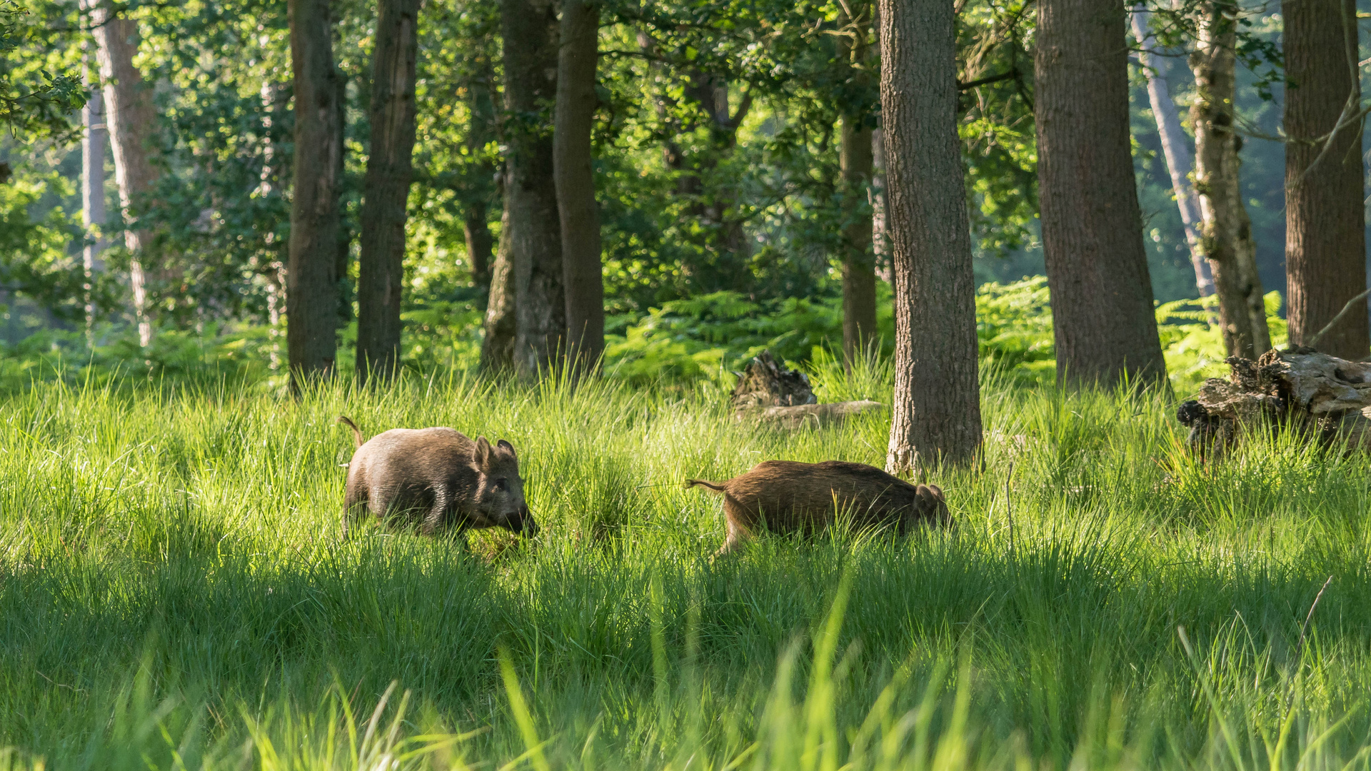 Wildschweine auf Tour