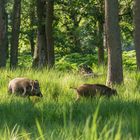 Wildschweine auf Tour