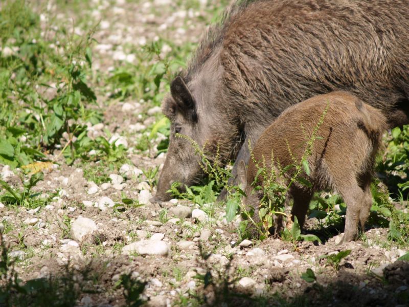 Wildschweine