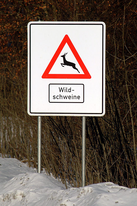 Wildschweine ?