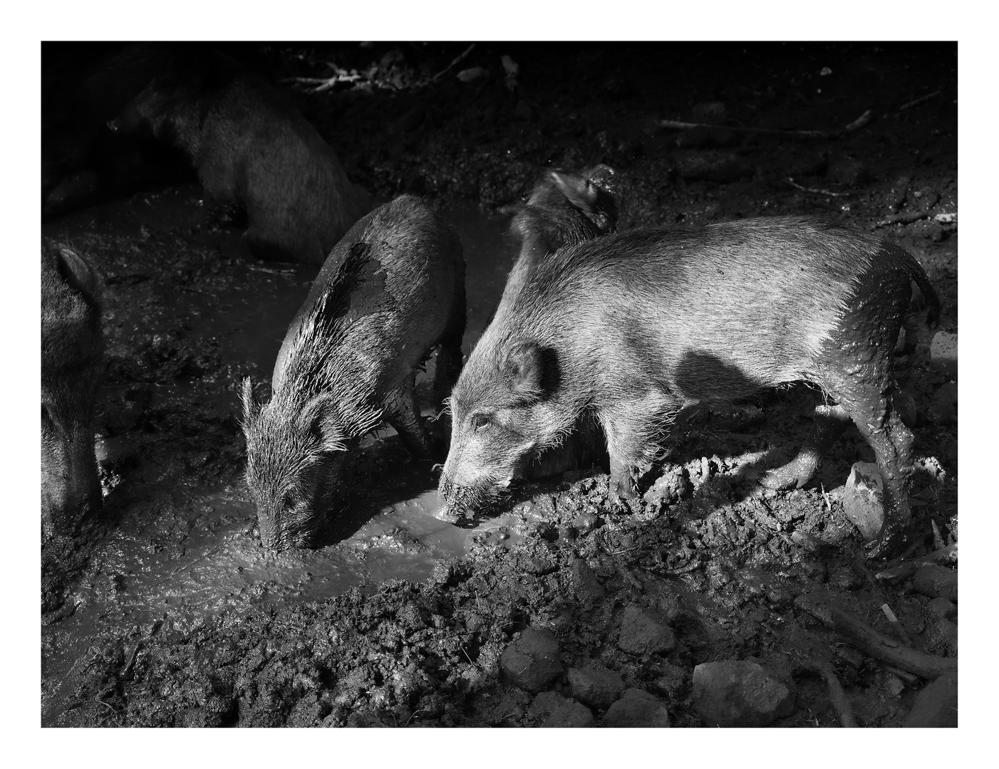 Wildschweine - Badetag