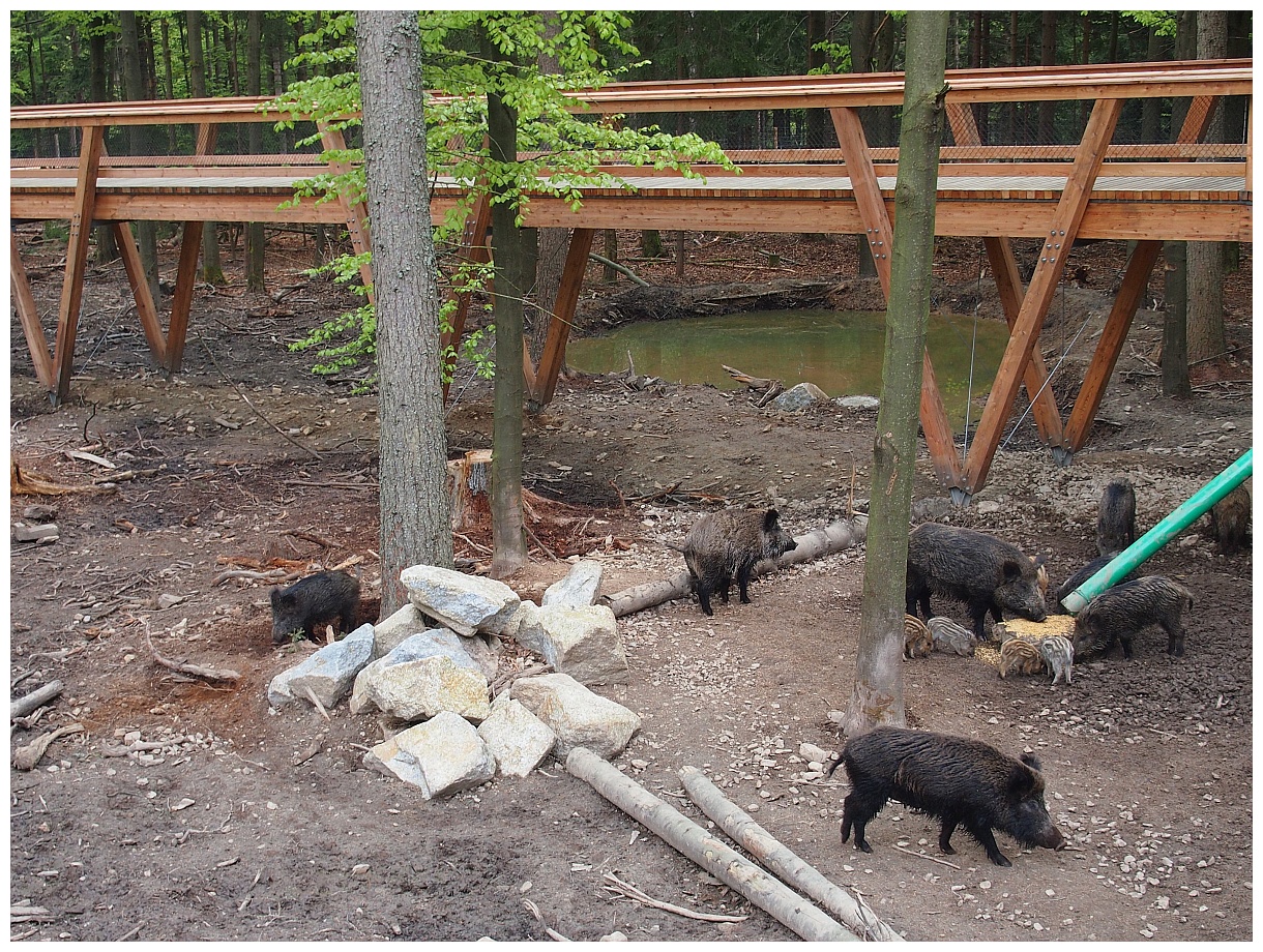 Wildschweine bei der Fütterung