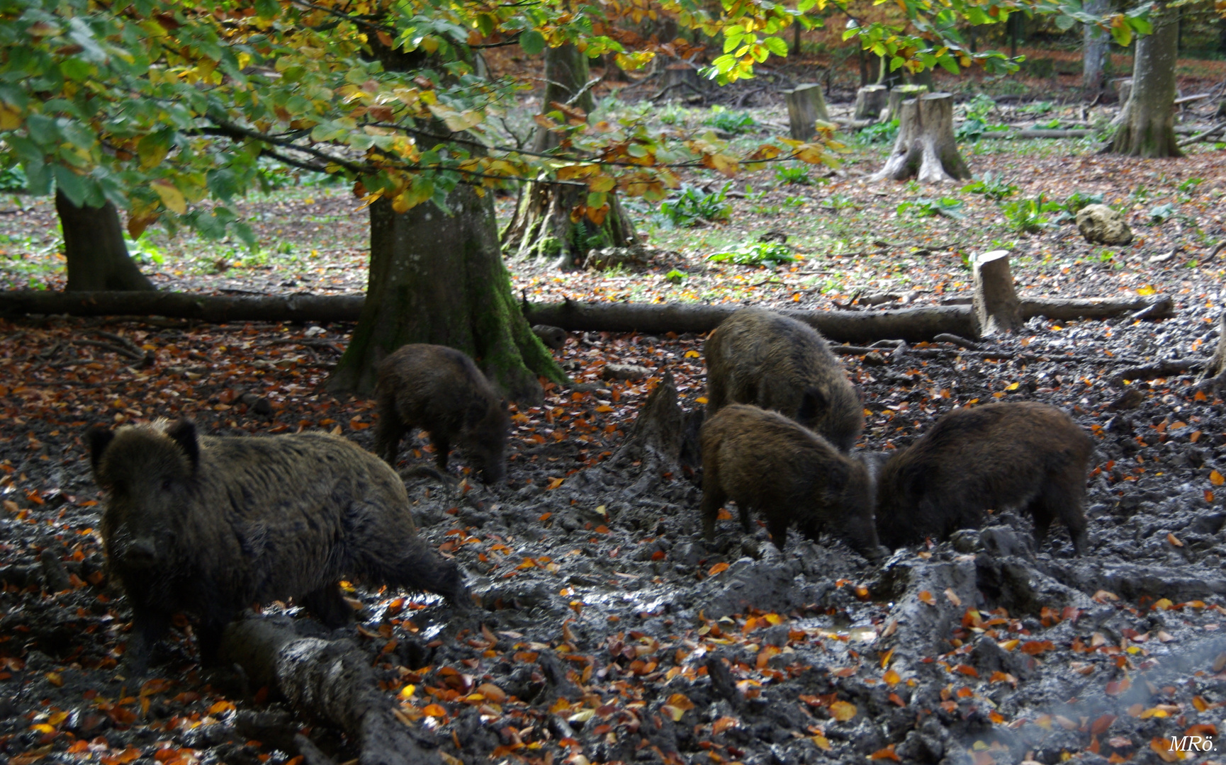 Wildschweine bei der Futtersuche .......