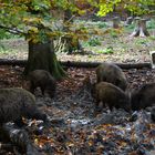 Wildschweine bei der Futtersuche .......