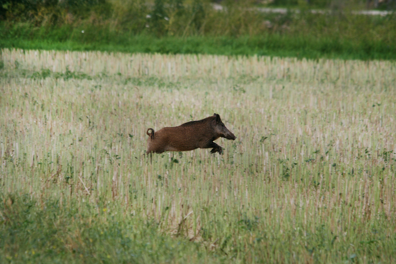 Wildschweine beim Dreschen