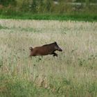 Wildschweine beim Dreschen