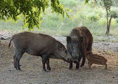 Wildschweine beim Klatsch