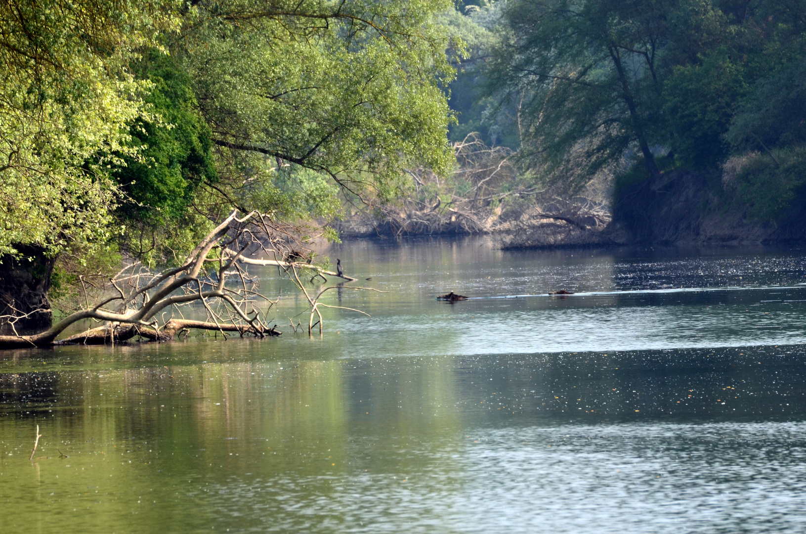 Wildschweine beim Schwimmen